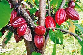 Inflation: Ghana Cocoa Price Hike by 45%