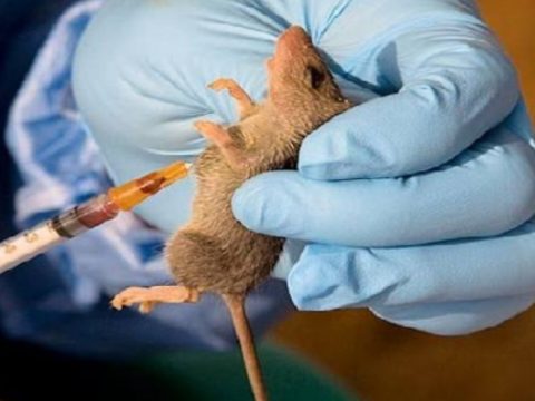 NCDC Authenticates 168 Deaths Resulting From Lassa Fever