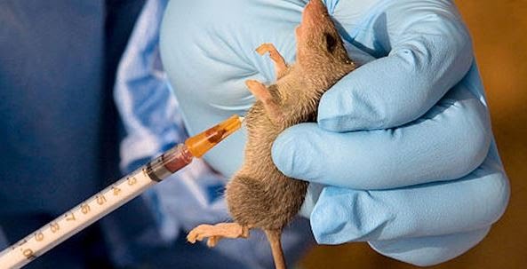 Lassa Fever Vaccines, A Breakthrough For W’Africa Health – Reports