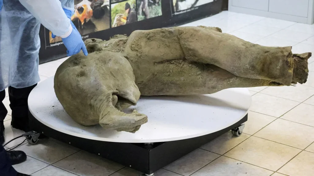 Baby mammoth found in Russian crater is the world’s ‘best’ preserved, says scientist